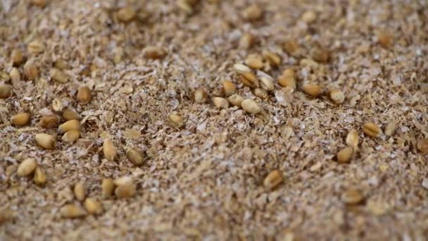 Пшенична Гілка Безшовні Циклічні Кадри — стокове відео