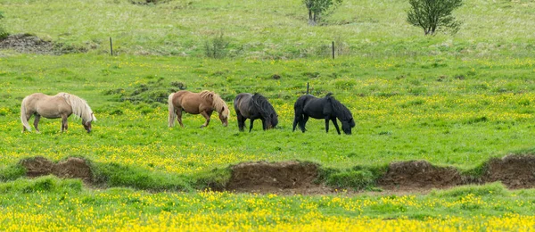 Ijsland Pony Een Zomerweide Met Gele Bloemen — Stockfoto