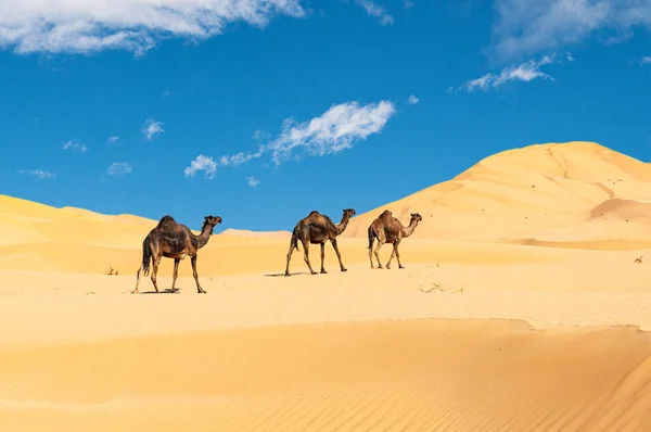 Groupe Dromadaires Dans Magnifique Désert Oman Rub Chali — Photo