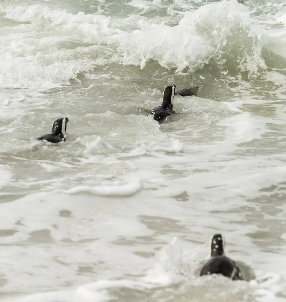 Pingouins Boulders Beach Simonstown Afrique Sud Gros Plan — Photo