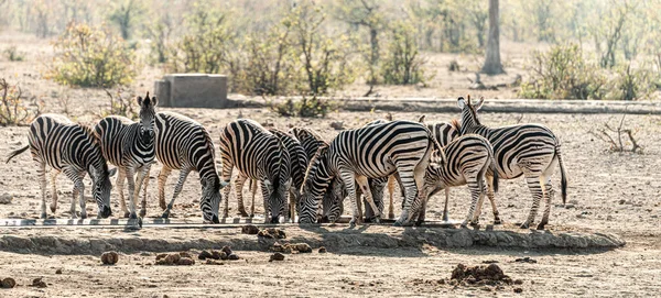 南アフリカのクルーガー国立公園で発見されたゼブラスのグループ — ストック写真