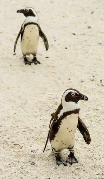Penguins Boulders Beach Simonstown South Africa Close Shot — стокове фото