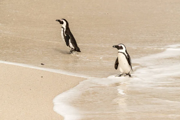 Pingüinos Boulders Beach Simonstown Sudáfrica Disparo Cerca — Foto de Stock
