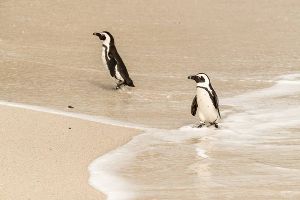 Penguins Boulders Beach Simonstown South Africa Close Shot — Stock Photo, Image