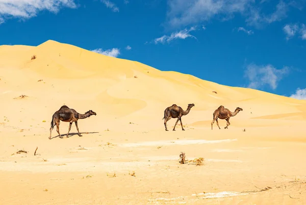Группа Дромедиаторов Прекрасной Пустыне Оман Руб Аль Чали — стоковое фото
