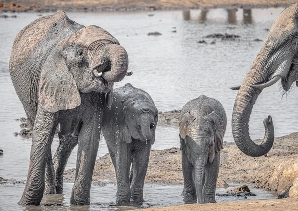 Agujero Con Elefantes Durante Invierno Parque Nacional Kruger Sudáfrica — Foto de Stock