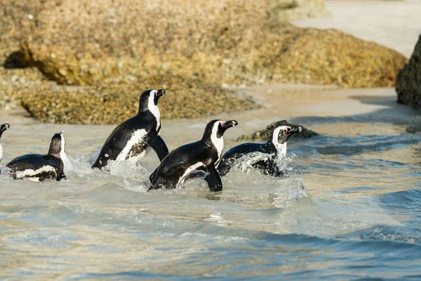 Boulders Beach Jackass Penguin Colony Simonstown South Africa — стоковое фото