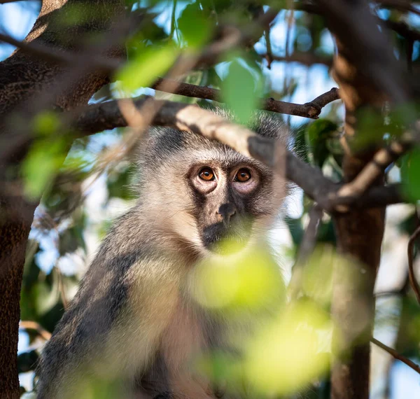 Vervet Monkey Chlorocebus Pygerythrus Ukrywający Się Drzewie Strzał Bliska Park — Zdjęcie stockowe