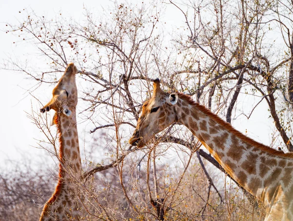 Giraffes Kruger National Park South Africa — стокове фото