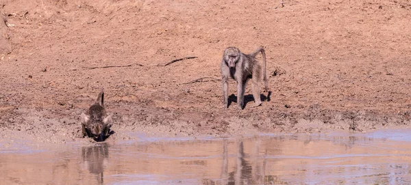 Baboons Waterhole Kruger National Park Close Shot South Africa — стокове фото