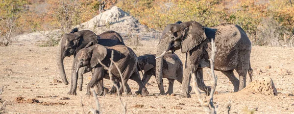 Família Elefantes Parque Nacional Kruger África Sul Durante Temporada Inverno — Fotografia de Stock