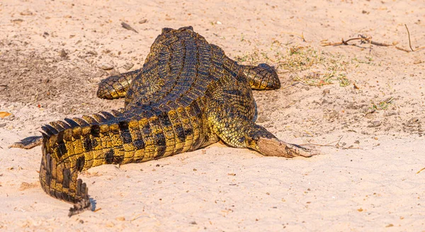 Nile Crocodile Crocodylus Niloticus Spotted Chobe National Park Botswana — Stock Photo, Image