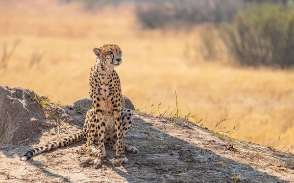 Avkopplande Cheetah Kruger National Park Sydafrika Vintersäsongen — Stockfoto
