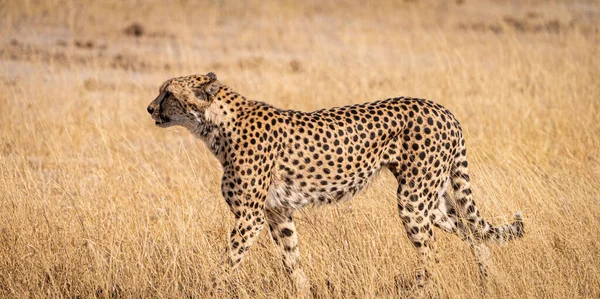 Relaxarea Ghepardului Parcul Național Kruger Africa Sud Timpul Sezonului Iarnă — Fotografie, imagine de stoc