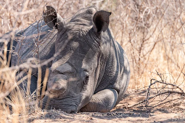 Rinoceronte Com Chifres Parque Nacional Hwange Zimbábue Durante Temporada Inverno — Fotografia de Stock