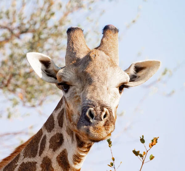 One Giraffe Kruger National Park South Africa Close — Stock Photo, Image