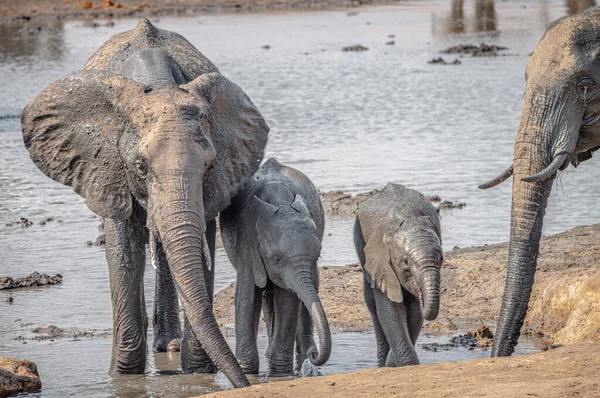 Grupo Elefantes Pozo Agua Parque Nacional Kruger Sudáfrica Durante Temporada — Foto de Stock