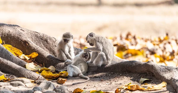 Macaco Vervet Chlorocebus Pygerythrus Zimbabué Plano Perto — Fotografia de Stock