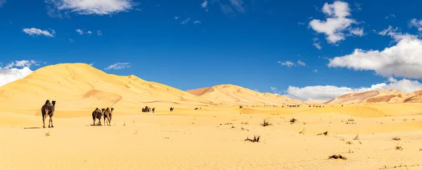 Grupo Dromedários Belo Deserto Omani Rub Chali — Fotografia de Stock