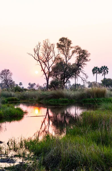 Viaje Barco Aventura Makoro Tradicional Delta Del Okavango Botswana —  Fotos de Stock
