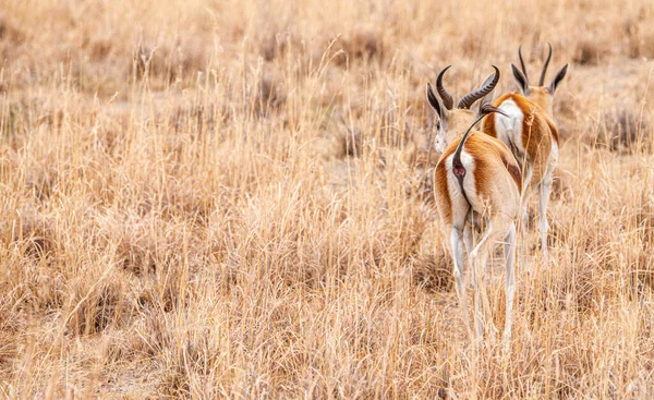 Ομάδα Springboks Βόσκηση Στο Khama Rhino Ιερό Μποτσουάνα Κατά Διάρκεια — Φωτογραφία Αρχείου