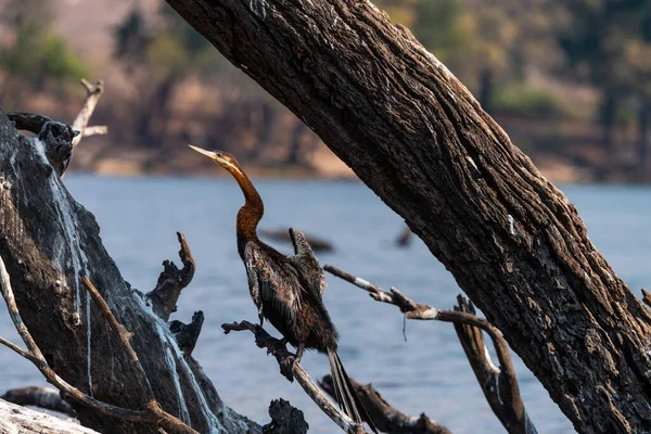 Darter Afrykański Anhinga Rufa Ukrywający Się Między Gałęziami Zauważonymi Parku — Zdjęcie stockowe