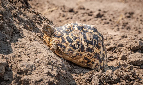 Tortuga Leopardo Stigmochelys Pardalis Avistada Parque Nacional Hwange Zimbabue — Foto de Stock