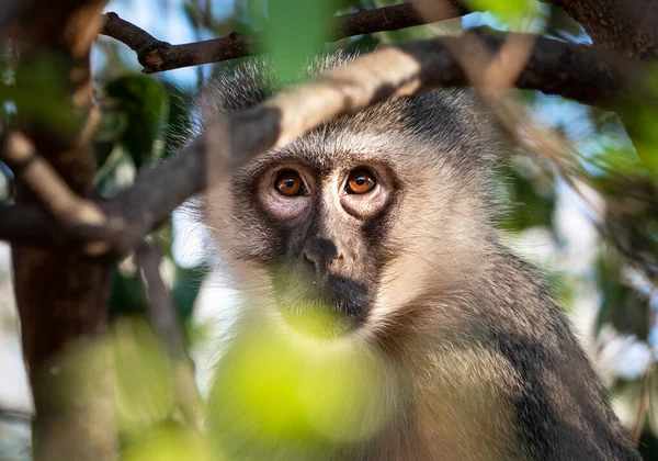 Vervet Monkey Chlorocebus Pygerythrus Escondido Uma Árvore Close Kruger National — Fotografia de Stock