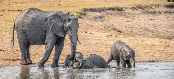 Waterhole Elephants Winter Kruger National Park South Africa — Stock Photo, Image