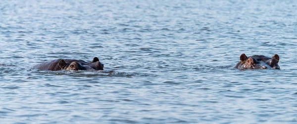 Flodhäst Mestadels Nedsänkt Fläckig Chobe National Park Botswana — Stockfoto