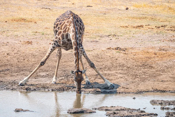 Picie Żyrafy Parku Narodowym Kruger Rpa Zbliżenie — Zdjęcie stockowe