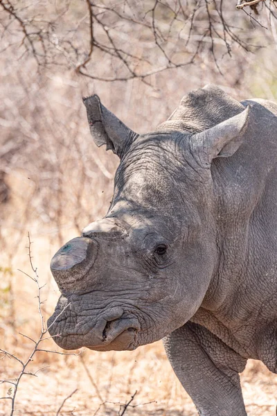 Retrato Closeup Rinoceronte Descornudo Parque Nacional Hwange Zimbábue Durante Temporada — Fotografia de Stock