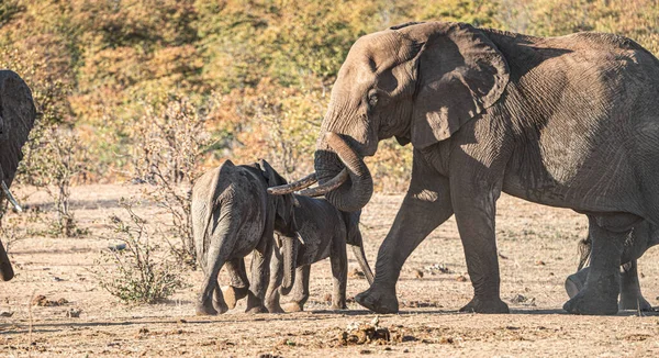 Grupo Elefantes Parque Nacional Kruger Sudáfrica Durante Temporada Invierno — Foto de Stock