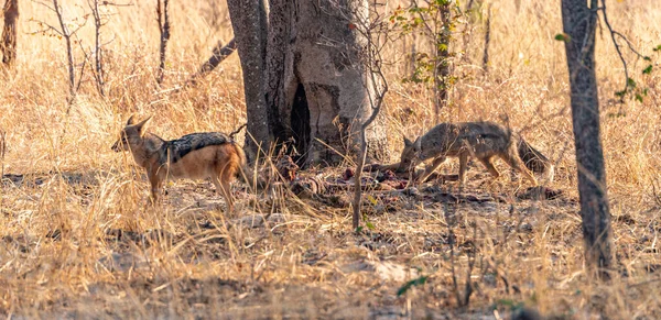 Två Schakaler Canis Mesomelas Upptäcktes Hwange National Park Zimbabwe — Stockfoto