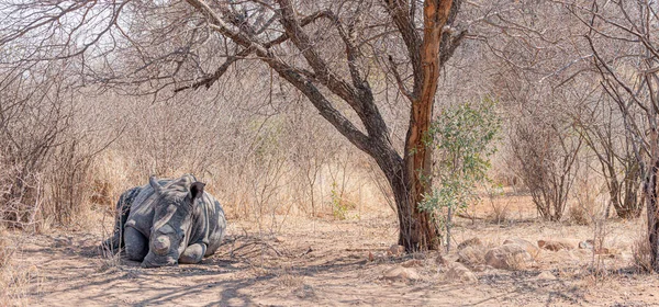 Gehoornde Neushoorn Het Hwange National Park Zimbabwe Tijdens Het Winterseizoen — Stockfoto