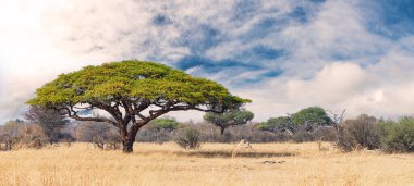 African landscape in the Hwange National Park, Zimbabwe at a sunny day clipart
