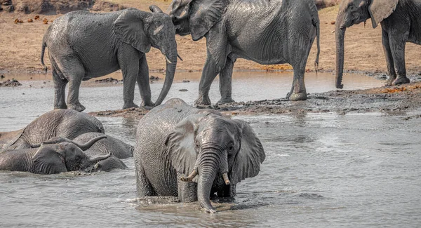 Grupo Elefantes Parque Nacional Kruger Sudáfrica Durante Temporada Invierno — Foto de Stock