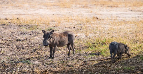 Κοινά Warthogs Phacochoerus Africanus Εντοπίστηκαν Στο Εθνικό Πάρκο Hwange Νότια — Φωτογραφία Αρχείου