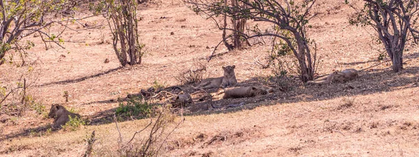 Ομάδα Λιονταριών Στο Εθνικό Πάρκο Kruger Νότια Αφρική Κατά Χειμερινή — Φωτογραφία Αρχείου