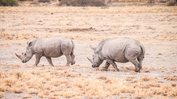Белый Носорог Замечен Святилище Кхама Носорог Ботсвана Зимой — стоковое фото