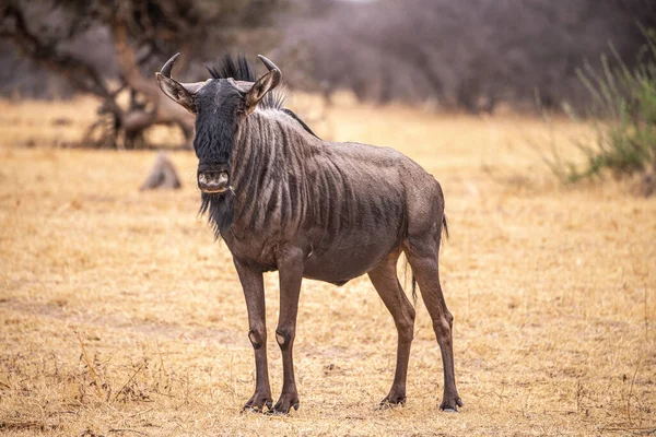 Blue Wildebeest Connochaetes Taurinus Avistado Santuário Rinoceronte Khama Botsuana — Fotografia de Stock