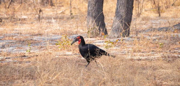 Hornbill Solo Sul Bucorvus Leadbeateri Visto Parque Nacional Hwange Zimbábue — Fotografia de Stock