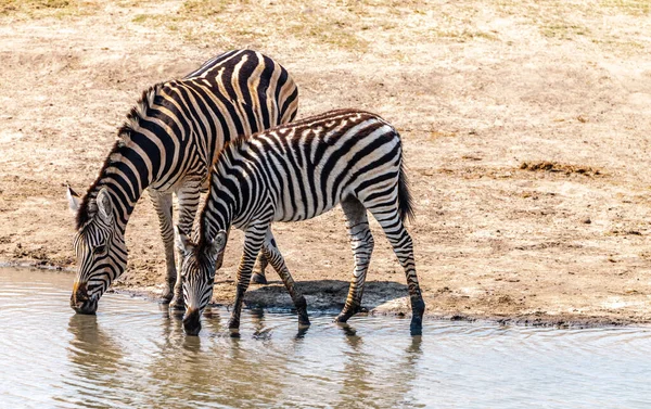 在南非克鲁格国家公园发现的斑马群 — 图库照片