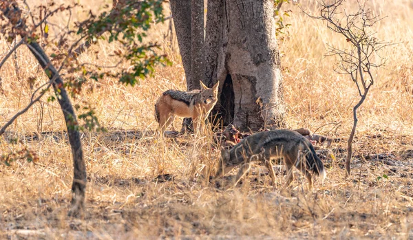 Två Schakaler Canis Mesomelas Upptäcktes Hwange National Park Zimbabwe — Stockfoto