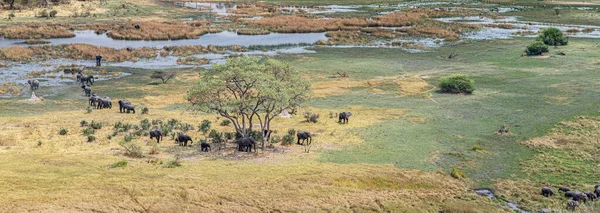 Стадо Слонов Дельте Окаванго Ботсвана Снимок Вертолета Воздуха — стоковое фото