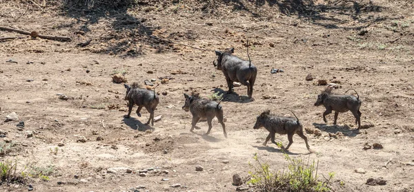 Κοινά Warthogs Phacochoerus Africanus Εντοπίστηκαν Στο Εθνικό Πάρκο Kruger Νότια — Φωτογραφία Αρχείου