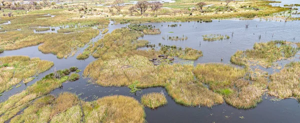 Basen Hipopotama Mnóstwem Zwierząt Delcie Okavango Botswana Gorąca Antena Wykonana — Zdjęcie stockowe