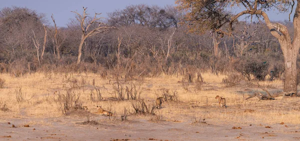 Grupa Lwów Parku Narodowym Hwange Zimbabwe Sezonie Zimowym — Zdjęcie stockowe
