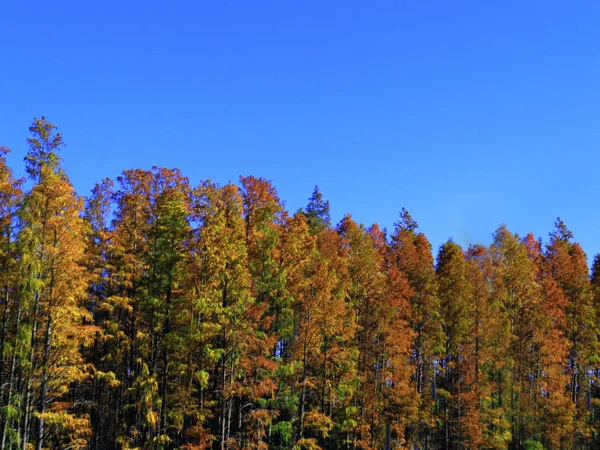 Ağaçlar mavi parlak gökyüzü arka plan üzerinde