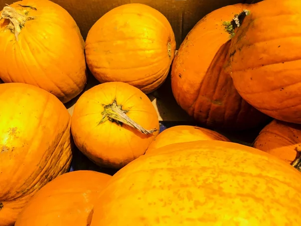 Citrouilles saison d'automne — Photo